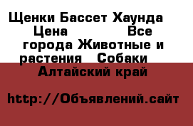 Щенки Бассет Хаунда  › Цена ­ 25 000 - Все города Животные и растения » Собаки   . Алтайский край